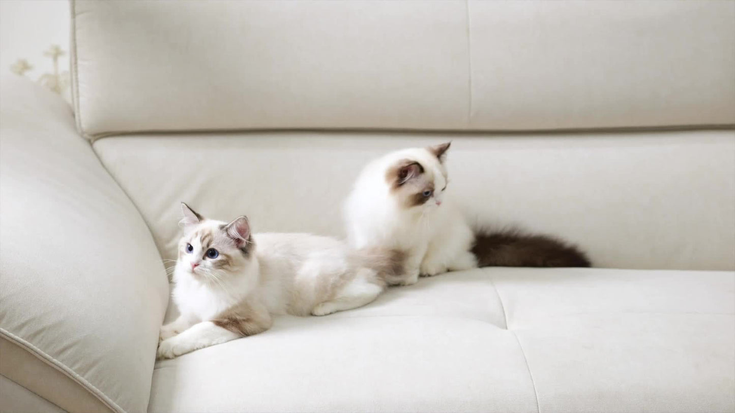 Automatic Cat Feeder With Double Bowls For Two Cats
