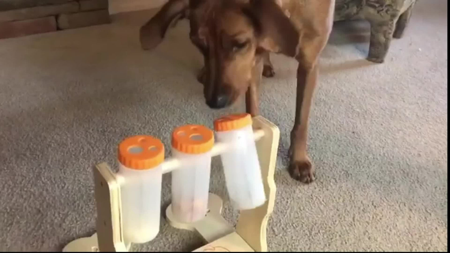 Interactive Wooden Dog Puzzle Toy for Mental Stimulation and Training
