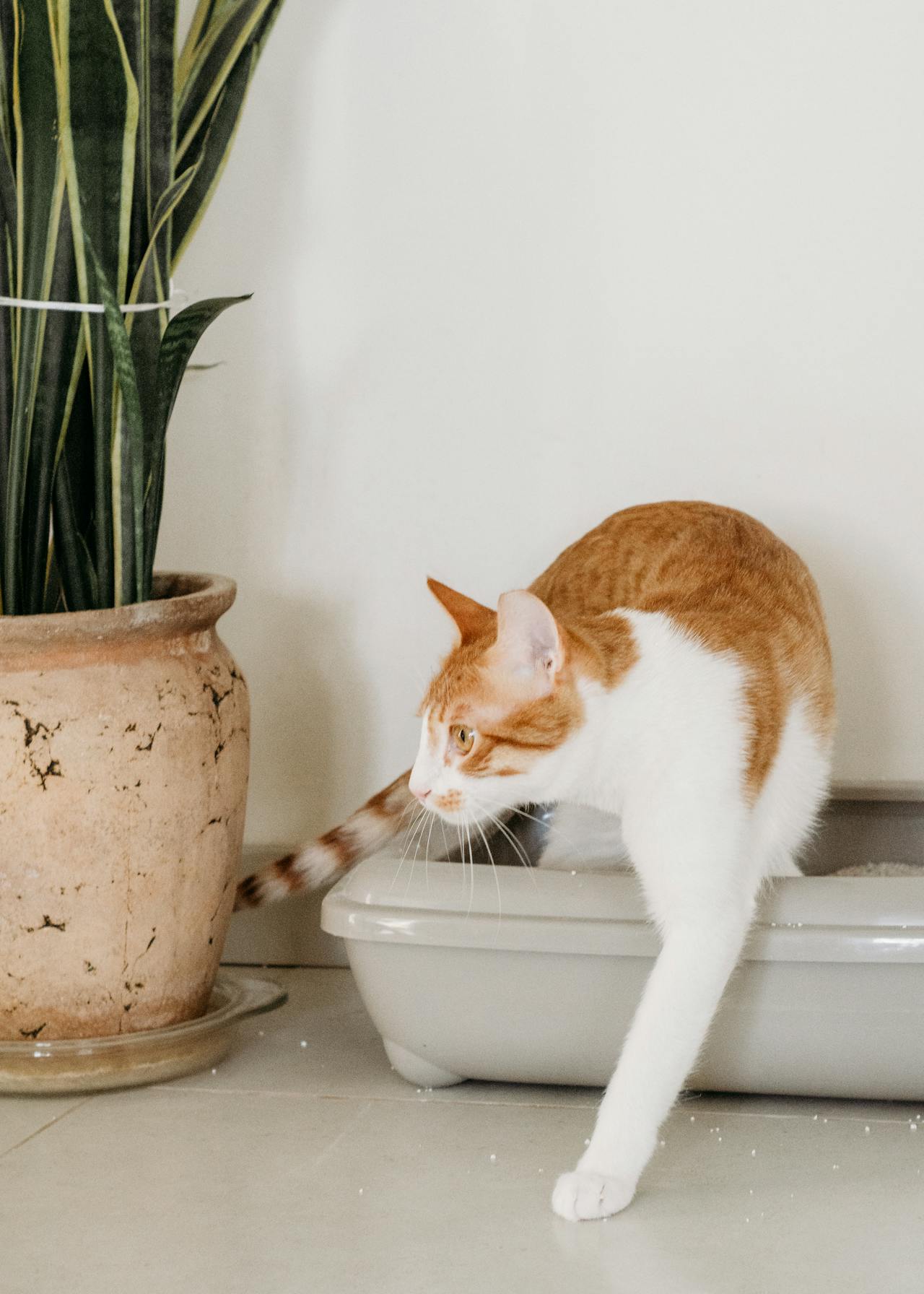 Litterboxes & Cleaning