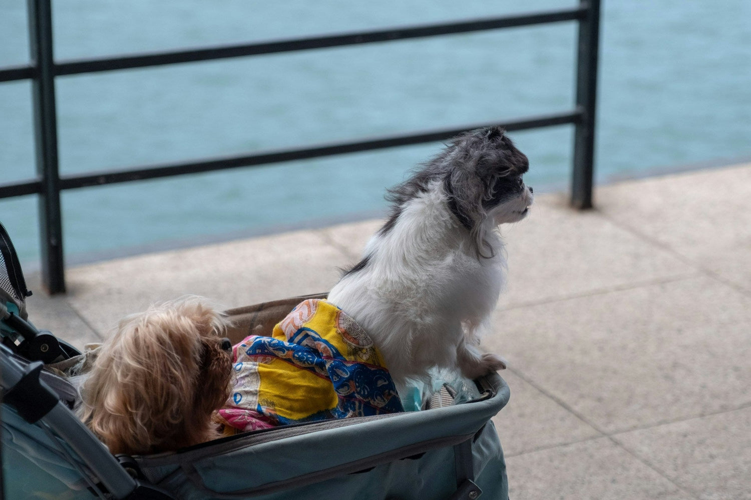 Pet Travel & Carriers