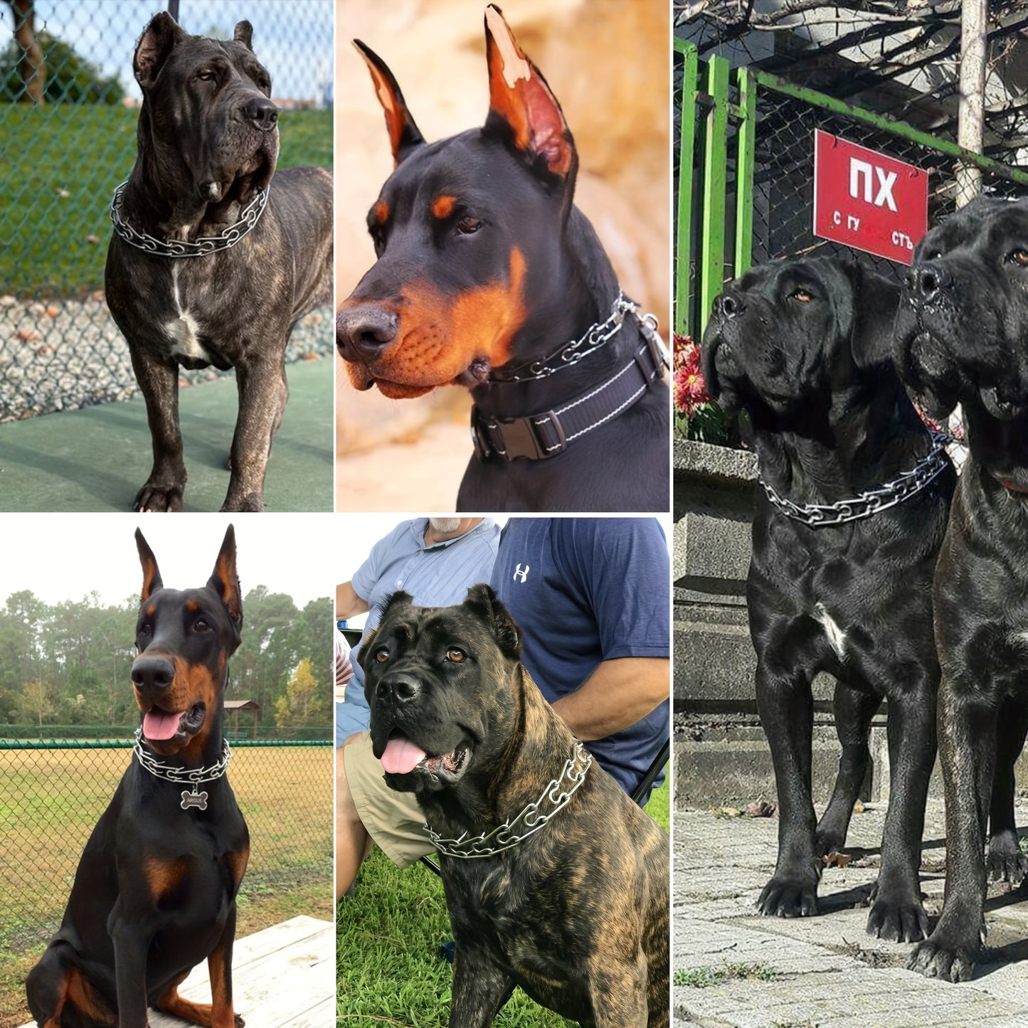 14 to 26 Inch Stainless Steel Chain Dog Collar Quick Release